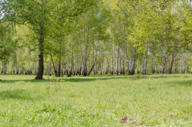 ağaç. Huş ağacı. Bu ağaç çok. Yaprak döken ağaç.