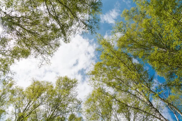 Wood Background Sky Cloudy Sky — Stock Photo, Image