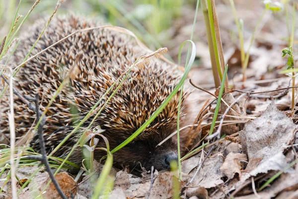 hedgehog. A hedgehog in the wood. A wild animal in the wood.