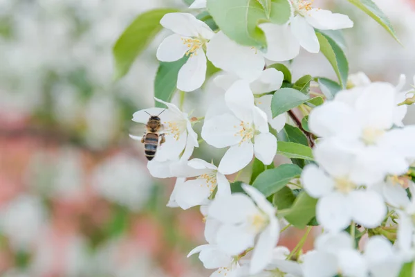 bee on a flower. The bee pollinates flowers. Blossoming of an apple-tree. A bee on apple-trees.