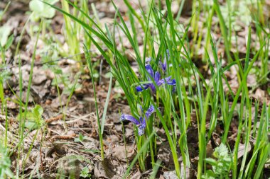 Orman çiçekler. Bahar ahşap çiçeklenir. Ahşap çiçek açması bitkilerde.