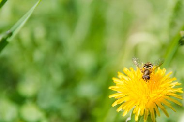 bir çiçek arıya. Bir arı üzerinde bir karahindiba. Arı ormanda çiçekler pollinates.