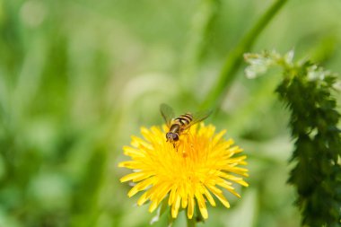 bir çiçek arıya. Bir arı üzerinde bir karahindiba. Arı ormanda çiçekler pollinates.