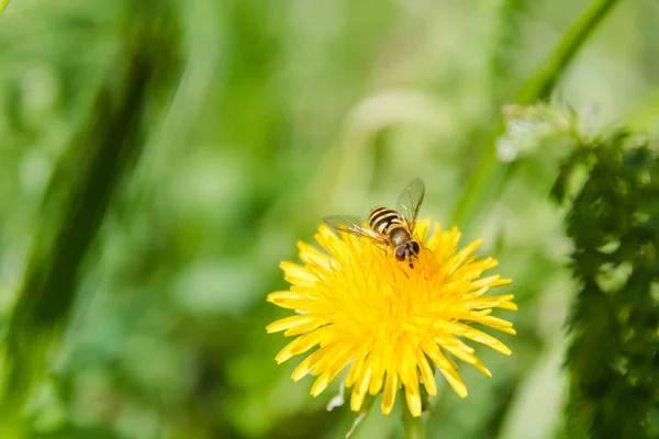 bee on a flower. A bee on a dandelion. The bee pollinates flowers in the wood.