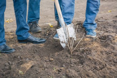 İnsanlar sokakta sonbaharda küçük bir ağaç bitki