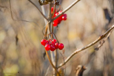 Bir kartopu, kırmızı dut dalları üzerinde ağırlığında
