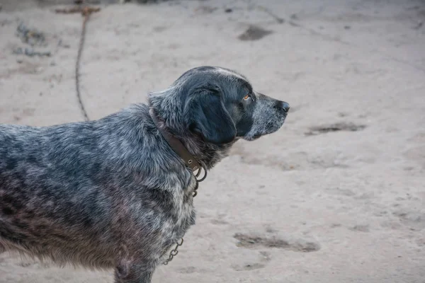 Simple Perro Oscuro Cerca Casa —  Fotos de Stock