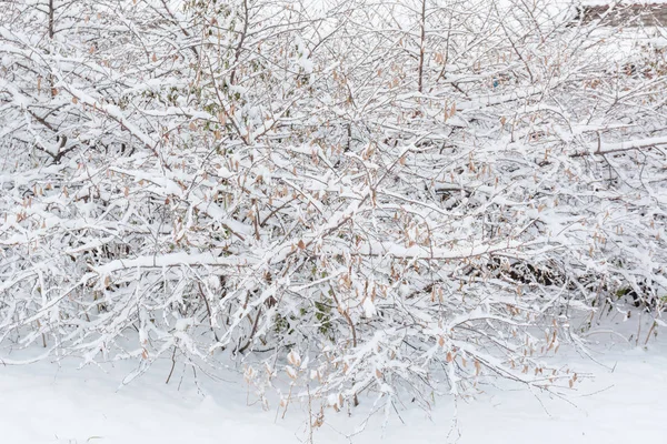 Буш Снегу Зимой Смородина Снегу Куст Смородины Зимой — стоковое фото