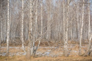 Ağaç düşmek. Arka plan huş ağacı. Doku bir Birch. Bu ağaç bir sürü yaprakları.