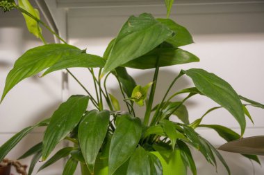 Pencere bitkiler. Bir pencere pervazına çiçekler standı evler. Çiçekler tencere.