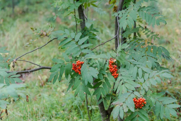 Branch Rowan Tree Pine Forest Tree Bright Berries Forest — Stock Photo, Image