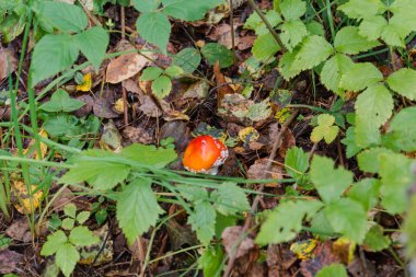 Güzel bir zehirli mantar huş büyür. Sinek agaric bir ağacının yanındaki nemli çim yetişir