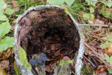 Anız güdük bir iğne yapraklı orman içinde. Sonbahar yaprakları eski ağaç kök