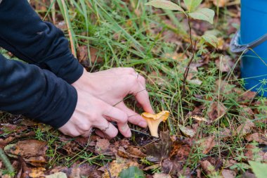 Kız ormanda mantar toplar. Mantar bir bıçak ile kesmek