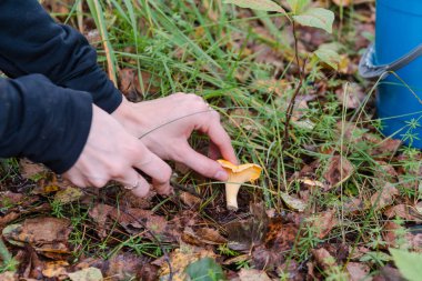Kız ormanda mantar toplar. Mantar bir bıçak ile kesmek