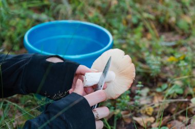 Kız ormanda mantar toplar. Mantar bir bıçak ile kesmek