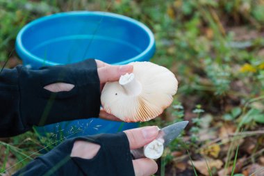 Kız ormanda mantar toplar. Mantar bir bıçak ile kesmek