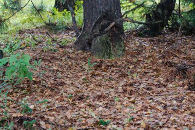 Sonbahar çam ormanında düşen Çam iğneleri