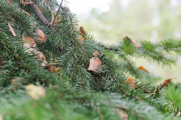 Όμορφη Φθινοπωρινή Πευκοδάσος Κλαδιά Από Κωνοφόρα Δέντρα — Φωτογραφία Αρχείου