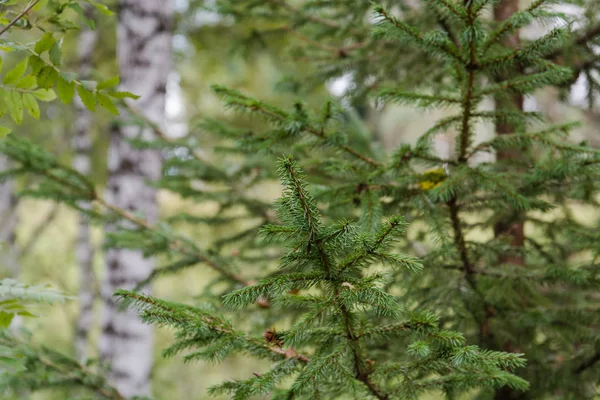 Beautiful Autumn Pine Forest Branches Coniferous Trees — Stock Photo, Image