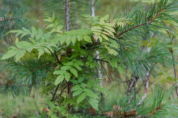 Rowan Cresce Uma Floresta Pinheiros Perto Abeto — Fotografia de Stock