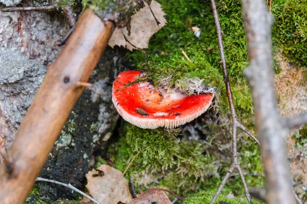 Fly Agaric Grows Trunk Tree Dangerous Mushroom Moss Grows Tree — Stock Photo, Image