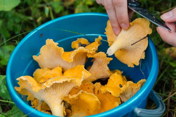 A full bucket of yellow mushrooms. The girl picked up a bucket of chanterelles mushrooms