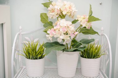 Pencere bitkiler. Yeşil bitkiler odasında. Ev çiçekleri.