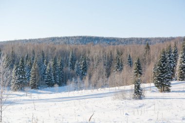Tayga ahşap kış. Kış tayga. Rusya'nın kışın Sibirya ahşap.