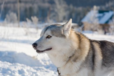 Dış yapraklar. Haskiya kışın sürme. Bir takım kışın köpeklerde taslak.