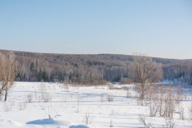 Tayga ahşap kış. Kış tayga. Rusya'nın kışın Sibirya ahşap.