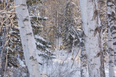 Tayga ahşap kış. Kış tayga. Rusya'nın kışın Sibirya ahşap.