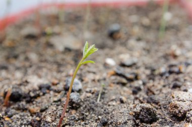 Genç meşe. Filiz bir meşe. Meşe büyür. Meşe büyüdükçe.