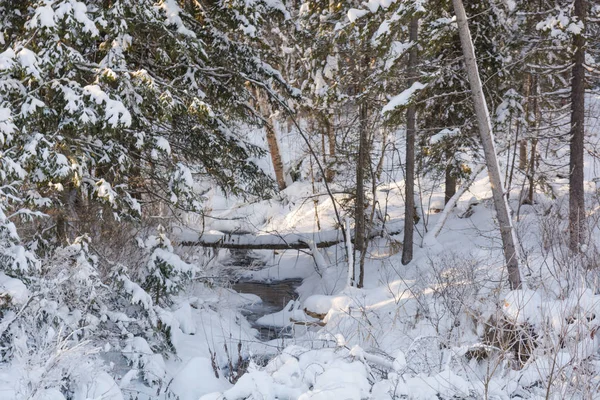 Taigaholz Winter Wintertaiga Der Sibirische Wald Winter Russland — Stockfoto