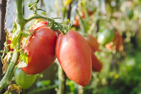 Red Large Tomatoes Hang Branches Smooth Neat Delicious Tomatoes — Stock Photo, Image