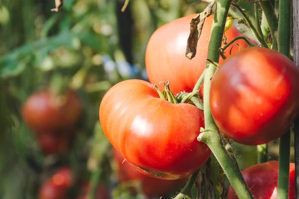 Red Large Tomatoes Hang Branches Smooth Neat Delicious Tomatoes — Stock Photo, Image