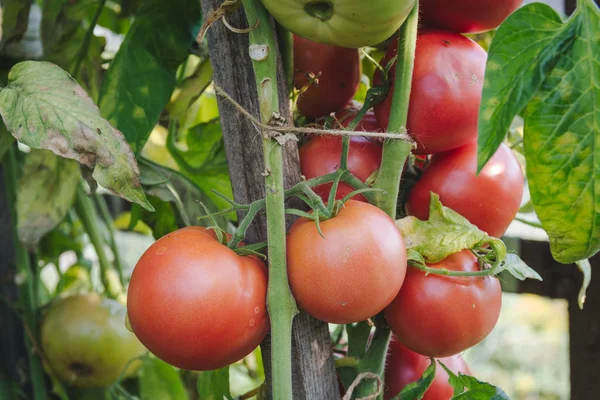 Red Large Tomatoes Hang Branches Smooth Neat Delicious Tomatoes — Stock Photo, Image