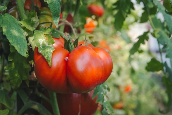 Red Large Tomatoes Hang Branches Smooth Neat Delicious Tomatoes — Stock Photo, Image