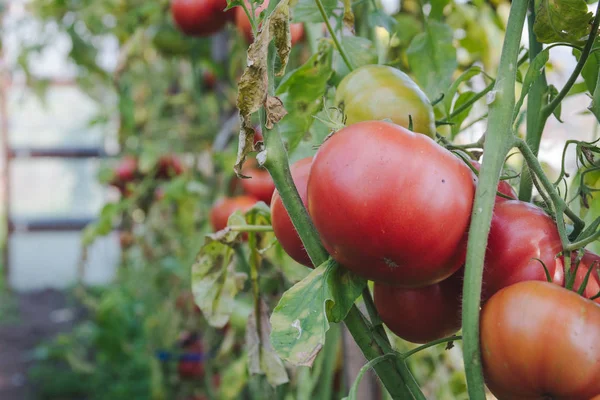 Red Large Tomatoes Hang Branches Smooth Neat Delicious Tomatoes — Stock Photo, Image