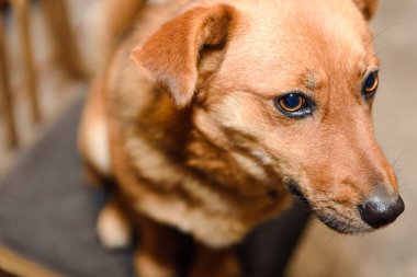 Köpek talaş içinde yatıyor. Hayvan dinlenme ve ısınma. Kızıl saçlı yerli köpek. Köpek arkadaş adam