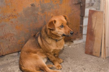 Kırmızı köpek içeride oturuyor. Genç köpek basit bir ırk olduğunu. En sevdiğim ev yapımı canlı. Köpek adam arkadaşım. Sadık arkadaşlar. Evde beslenen hayvan