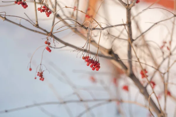 冬天在树上的浆果 冬天的红莓压在树枝上 冬天树上有很多浆果 — 图库照片
