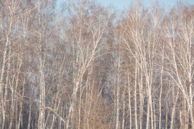 Kış ormandaki ağaçlar. Karanlık manzara. Kış Rusya'da. Kış Doğa güzelliği. Karda orman.