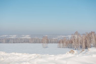 Orman huş ağacı kışın. Karda huş ağacı. Kış orman. Sibirya orman. Huş ağacı