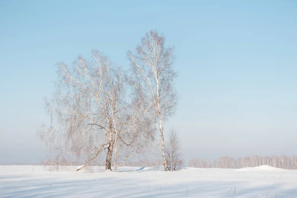 Berk Bos Winter Berken Sneeuw Winter Forest Siberische Woud Berk — Stockfoto