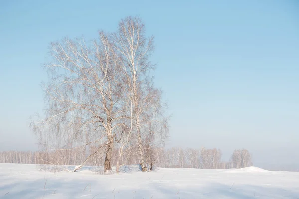 Berk Bos Winter Berken Sneeuw Winter Forest Siberische Woud Berk — Stockfoto