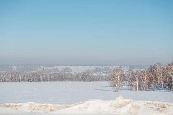 Bosque Abedul Invierno Abedul Nieve Bosque Invierno Bosque Siberiano Abedul —  Fotos de Stock