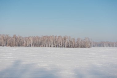 Orman huş ağacı kışın. Karda huş ağacı. Kış orman. Sibirya orman. Huş ağacı