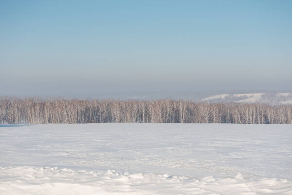 Зимний лес. Поле и лес под снегом. Зима в Сибири. Зимой в лесу много снега. Береза под снегом
.