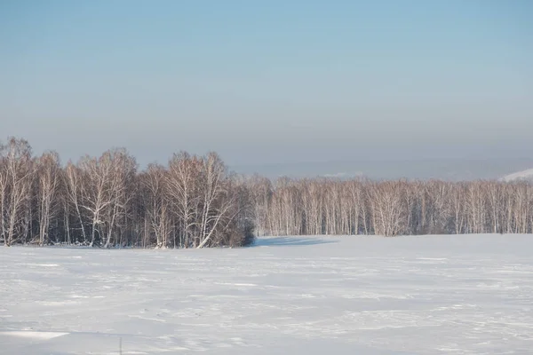 Orman huş ağacı kışın. Karda huş ağacı. Kış orman. Sibirya orman. Huş ağacı